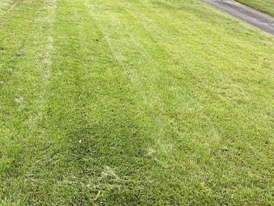 Lawn Care service in Birmingham, 35203