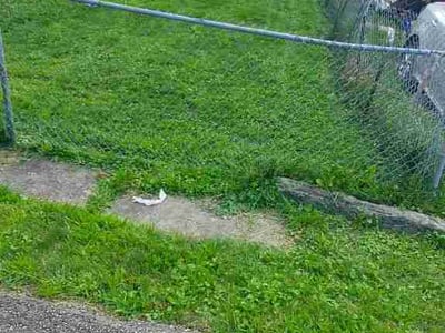Lawn Care service in Cranberry Twp, 16066