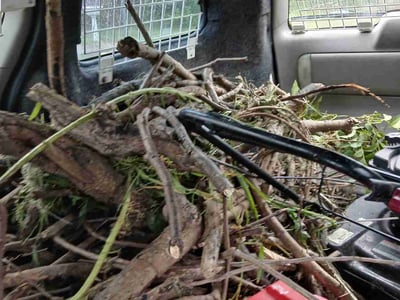 Lawn Care service in Mission, 78572