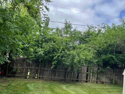Lawn Care service in Normal, 61761