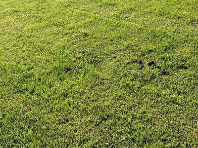 Lawn Care service in Goshen, 46526