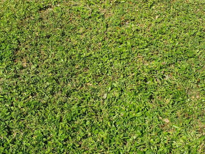 Lawn Care service in Deland, 32720