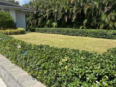 Lawn Care service in Plantation, 33317