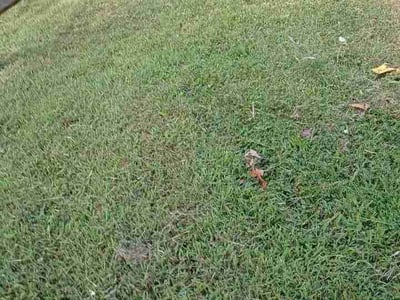 Lawn Care service in Dumfries, 22026