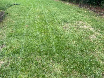 Lawn Care service in Springfield, 22150