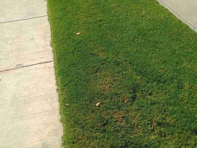 Lawn Care service in River Oaks, 76114