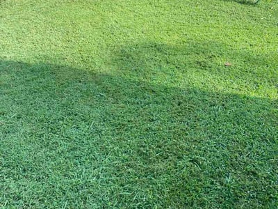 Lawn Care service in Toney, 35773