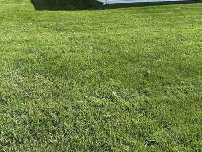 Lawn care service in Sterling Heights, 48313