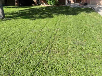 Lawn care service in Kyle, 78640