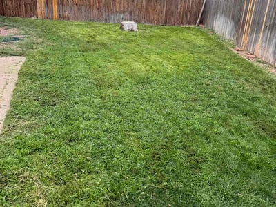 Lawn care service in Colorado Springs, 80916