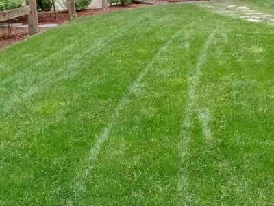 Lawn care service in Sammamish, 98074