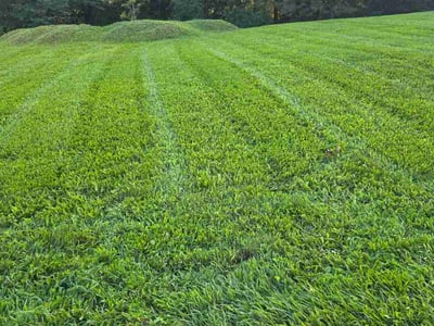 Lawn care service in Weirton, 26062