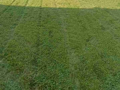 Lawn care service in Spokane, 99224