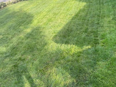 Lawn care service in Bellevue, 98008