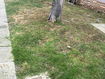 Lawn care service in , 
