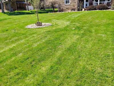 Lawn care service in Struthers, 44471