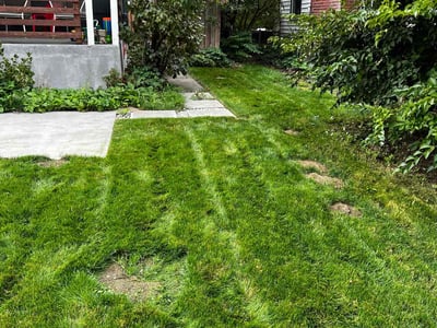 Lawn care service in Seattle, 98115