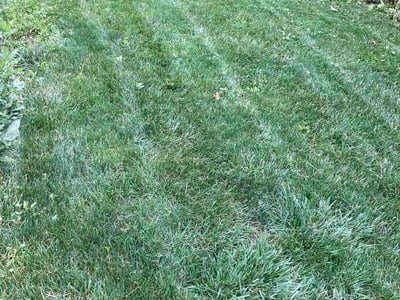 Lawn care service in Monroeville, 15146