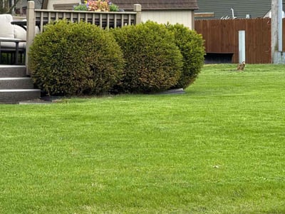 Lawn care service in Portage, 46368
