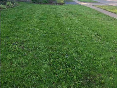 Lawn care service in Hanover Park, 60133