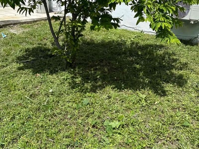 Lawn care service in Fort Lauderdale, 33311