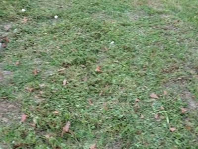 Lawn care service in Gulf Breeze, 32563