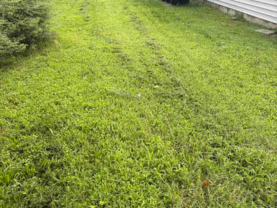 Lawn care service in Berlin, 08009