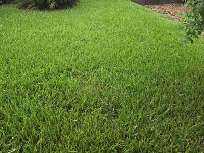 Lawn care service in Bellaire, 77401