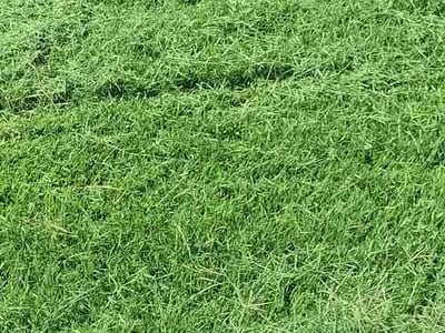 Lawn care service in Newcastle, 73065