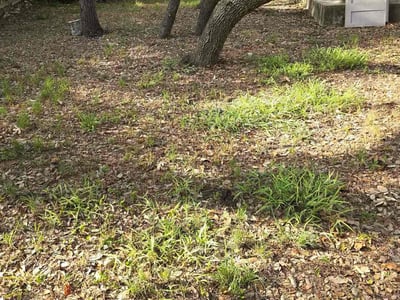 Lawn care service in San Antonio, 78250