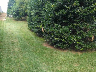 Lawn care service in Monroe, 28110