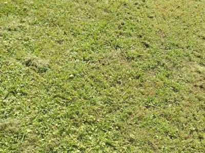 Lawn care service in Elizabeth City, 27909