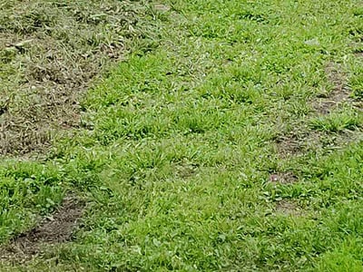 Lawn care service in Lakeland, 33810