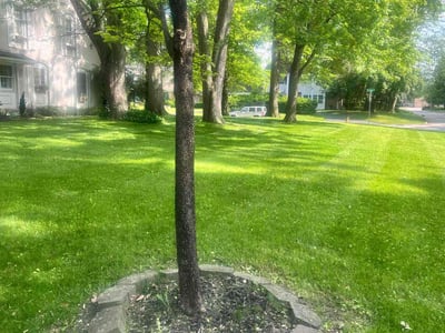 Lawn care service in Toledo, 43623