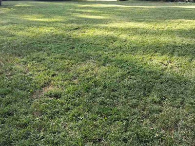 Lawn care service in Clemmons, 27012
