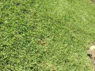 Lawn care service in Pearland, 77584