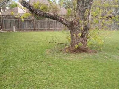 Lawn care service in Cedar Park, 78613