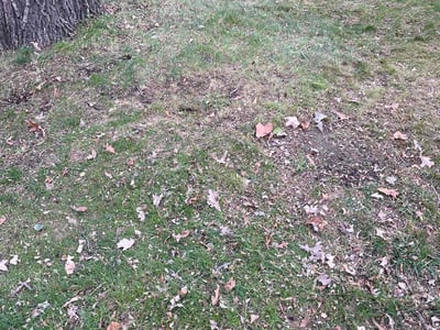 Lawn care service in , 
