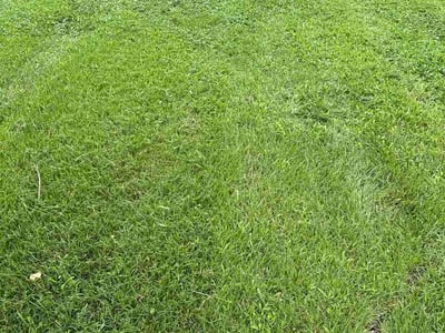 Lawn care service in Charlotte, 28262