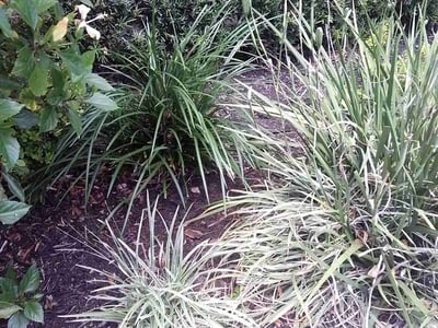 Lawn care service in Orlando, 32806