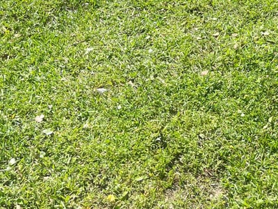 Lawn care service in Jacksonville, 32208