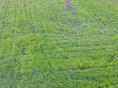 Lawn care service in Austin, 78749
