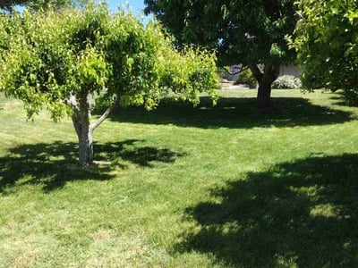 Lawn care service in Boise, 83712