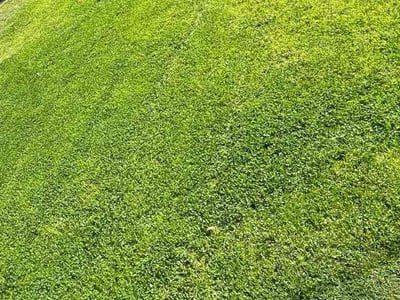 Lawn care service in San Jose, 95136