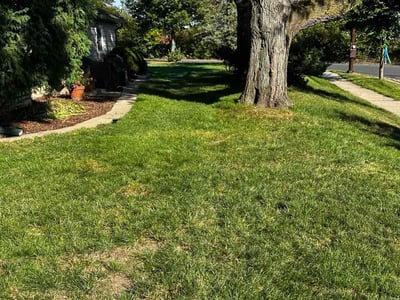 Lawn care service in Minneapolis, 55419