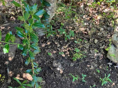 Lawn care service in Columbia, 29209