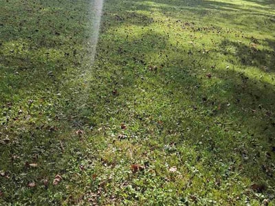 Lawn care service in Colonial Heights, 23834