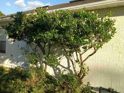 Lawn care service in Jacksonville, 32221