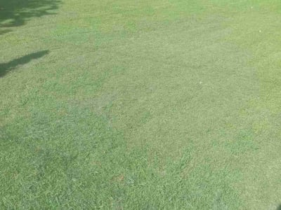 Lawn care service in Hampton, 23669