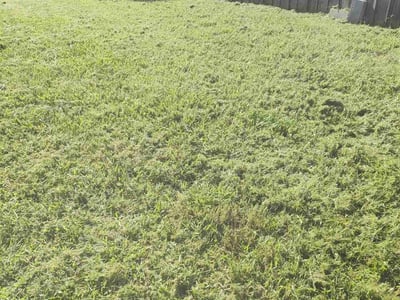 Lawn care service in Wesley Chapel, 33545